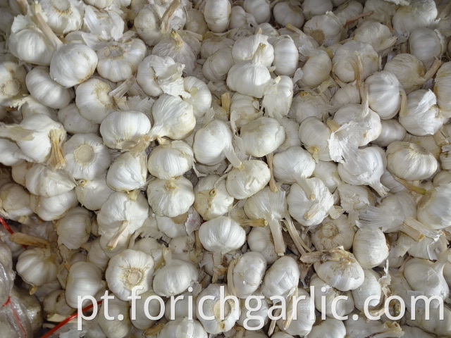 Good Quality Pure Garlic 2019